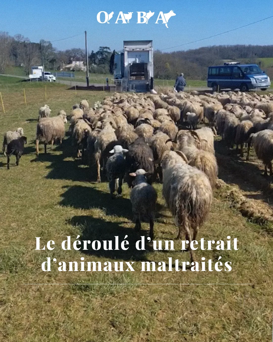 Le retrait d'animaux maltraités, project edited by Mélodie Mersch